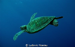 Young Green Turtle Chelonia mydas by Ludovic Hoarau 